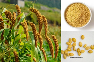 Foxtail millet (Setaria italica)